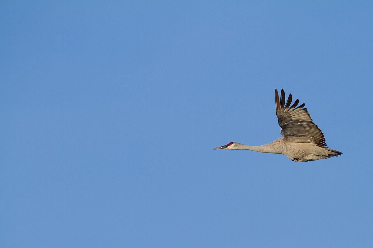 Cattle Mutilations in the San Luis Valley, Colorado — America's Mutilation Capital