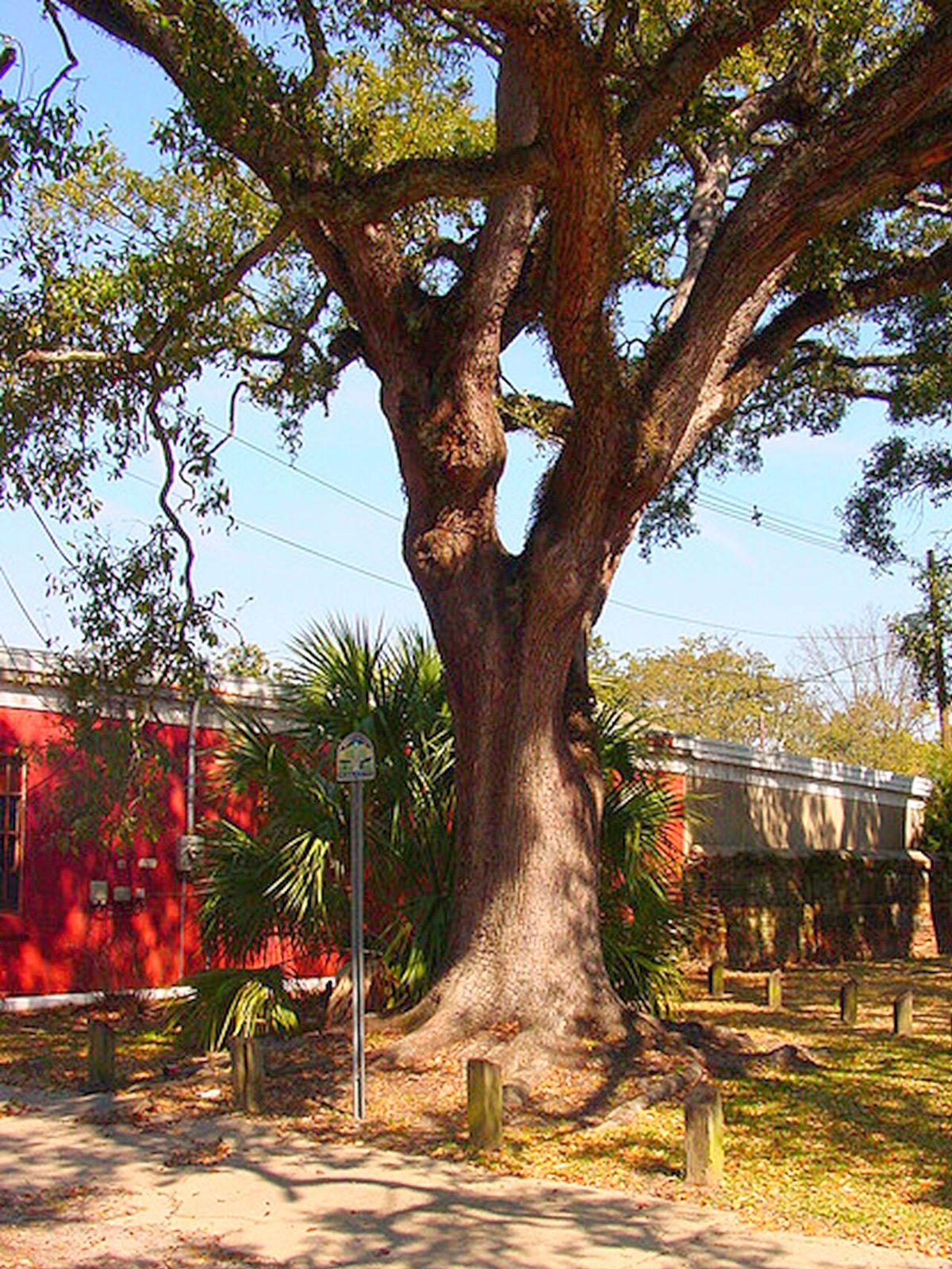 The Boyington Oak — the tree that grew from a dead man's grave in Mobile, Alabama